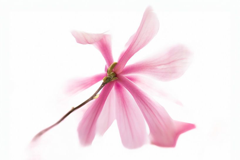 Fleur de magnolia en solo par Patricia van Kuik