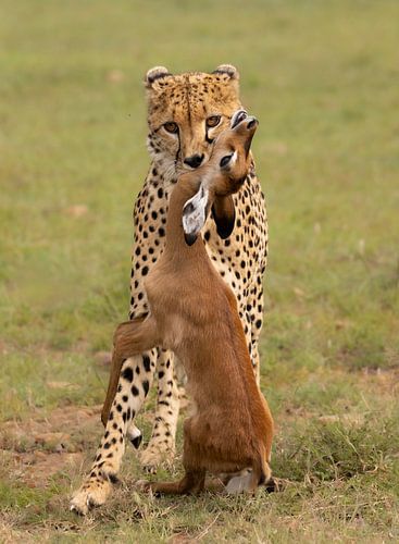 Cheetah kill