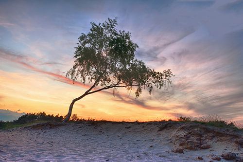 Boom Veluwe in het avondlicht