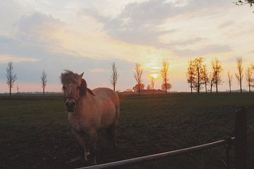 Horse in the field  van Tim Stoppels