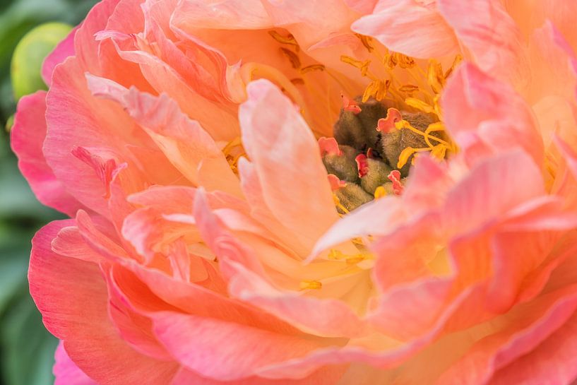 Peony Coral Sunset by Mixed media vector arts