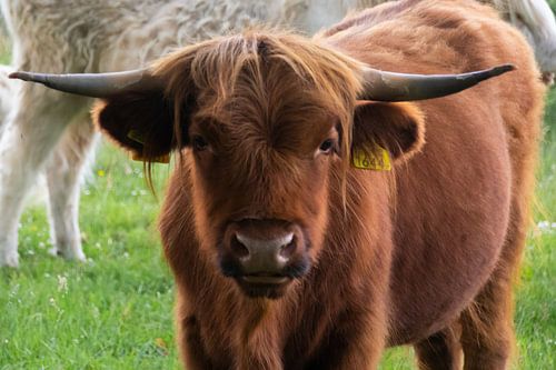 Schottischer Hochlandbewohner