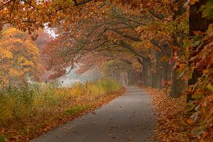 Fiets pad onder eikenbomen von Bram van Broekhoven