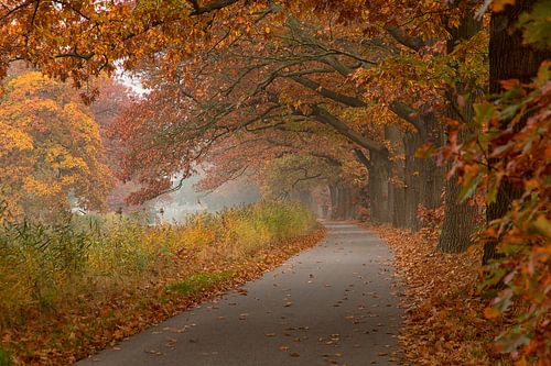 Fiets pad onder eikenbomen
