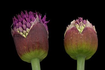 Bloemknoppen van Allium aflatunense van Bartel van den Berg