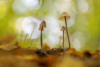 Paddenstoelen in het bos