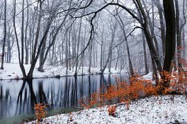 Silence hivernal au bord du ruisseau