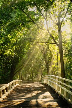 Bridge of light by Koen Boelrijk Photography