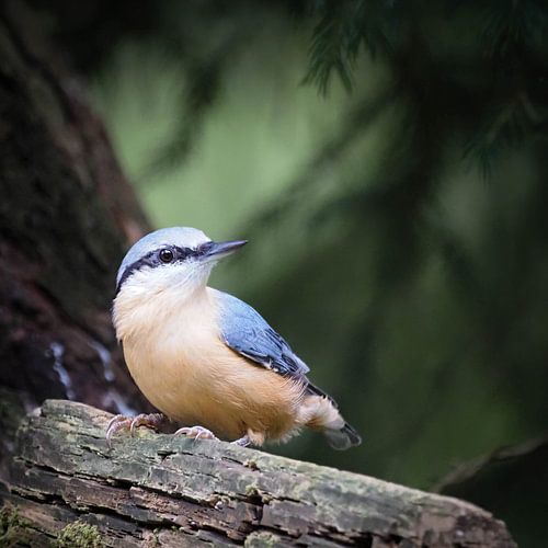 L'acrobate des arbres