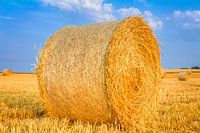 Golden haye bales in the harvest time