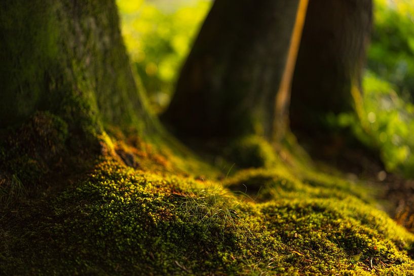 Trees - Groningen (Netherlands) by Marcel Kerdijk