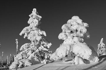 Snow-covered fir trees