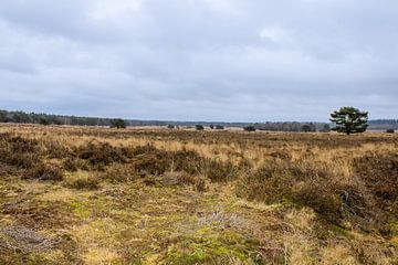 Panorama de la lande avec des arbres sur Fotowinkel 2.0