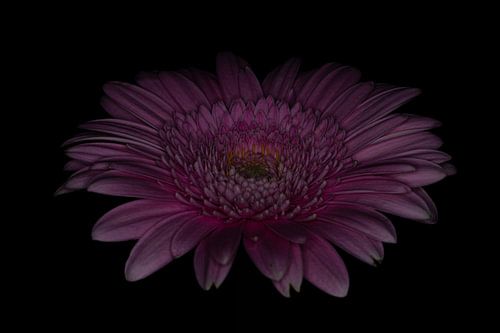 Dark gerbera