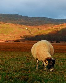 Scottish sheep in warm evening light, captured in a rugged landscape. Atmospheric wall decoration for lovers of nature, animals and the Highlands. by J.H Photoart