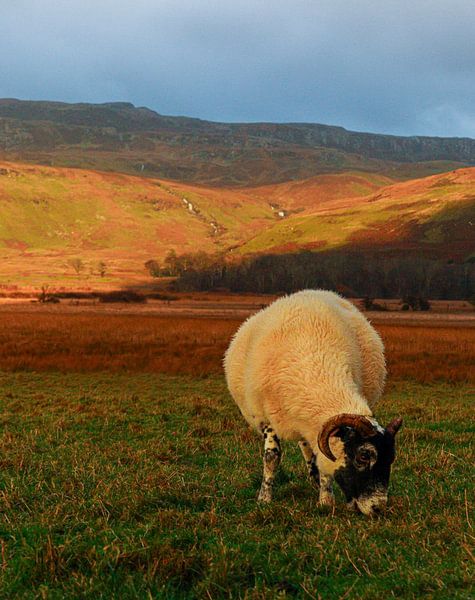 Schottische Schafe im warmen Abendlicht, eingefangen in einer zerklüfteten Landschaft. Stimmungsvolle Wanddekoration für Liebhaber der Natur, der Tiere und der Highlands. von J.H Photoart