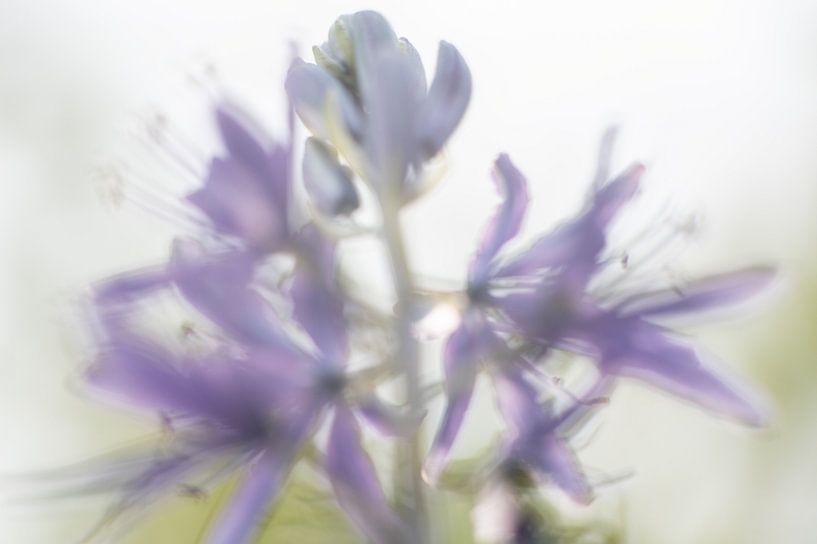 Dream Flower by Arjan Niemeijer