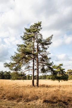 Een dennenboom staat in het hoge gras van de Veluwe.