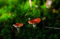 Op een grote paddenstoel, rood met witte stippen van Hans Peter Debets thumbnail