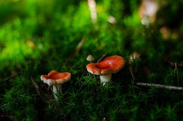 Op een grote paddenstoel, rood met witte stippen