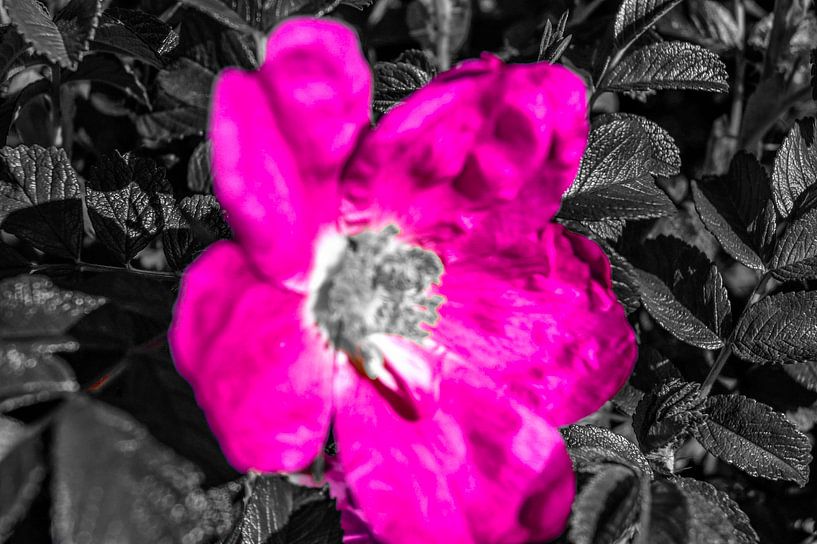 Roze zwarte  bloem von Jane Changart