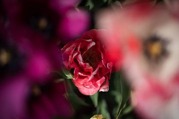 Tulipes sur Lauw Design & Photography