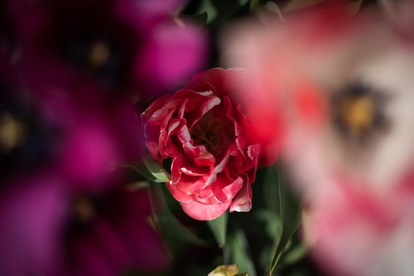 Tulpen van Lauw Design & Photography
