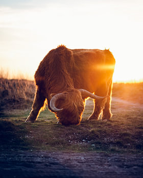 Le Highlander écossais au coucher du soleil