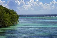 mangrove op malmok beach von gea strucks Miniaturansicht