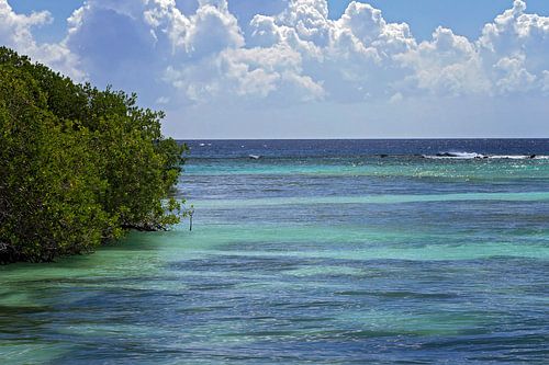 mangrove tree on beach by gea strucks