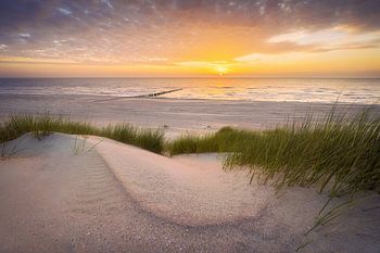 Reverence (duinen en strand Nieuw-Haamstede)