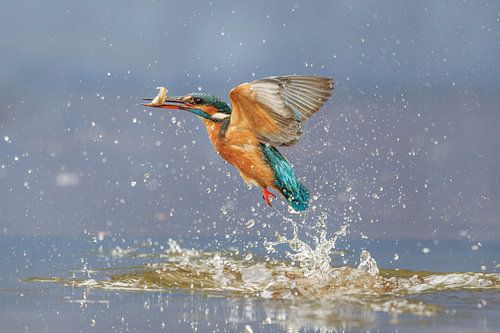 Tauchender Eisvogel mit Fisch