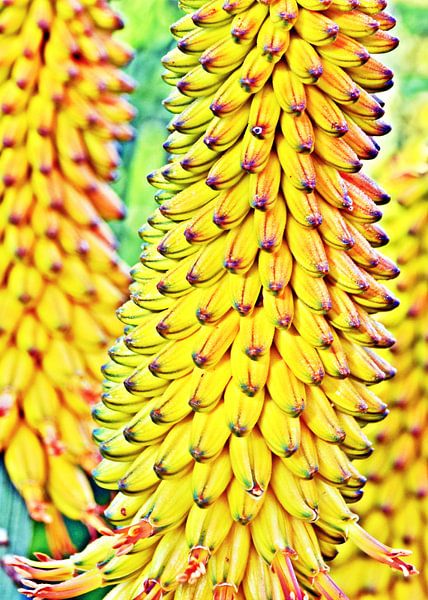 eine gelbe Aloeblüte von Werner Lehmann