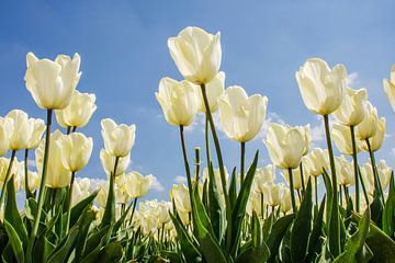 Tulpen in de noordoostpolder van Eddie Smit