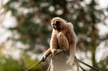 Gibbon sur Saartje Lommelen