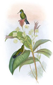 Blauwkinnige saffier, John Gould van Hummingbirds