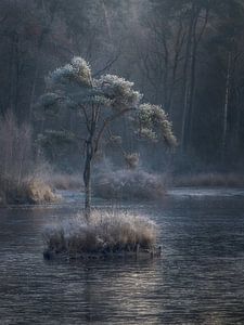 Winter auf dem Voorste Goorven in Oisterwijk von Robin Gooijers | Fotografie