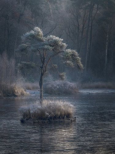 Winter bij het Voorste Goorven in Oisterwijk