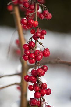 Branch of wild apples in the snow