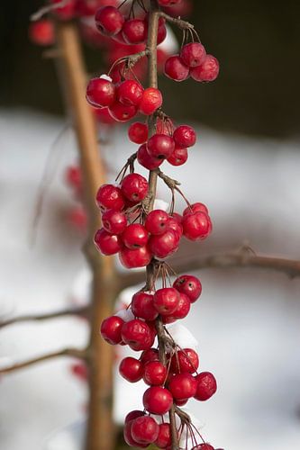 Branche de pommes sauvages dans la neige