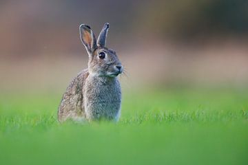 Kaninchen von Pim Leijen