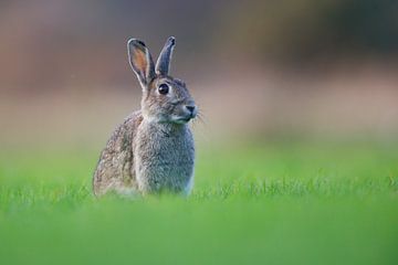 lapin sur Pim Leijen