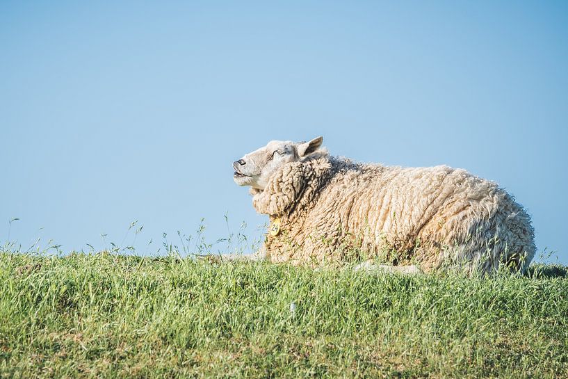 Sheep count... by Anita Kabbedijk
