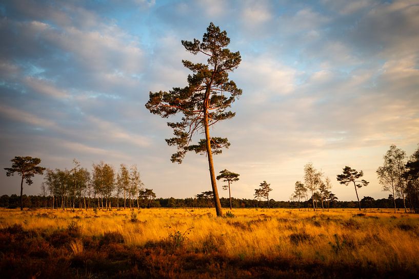 Grove den van Theo Klos