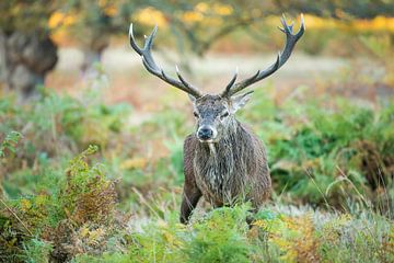 Red deer