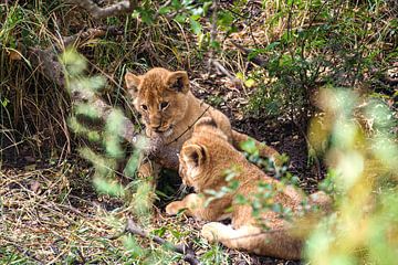 Leeuwen in de Masai Mara van Roland Brack