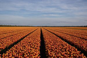 Orangefarbene Tulpen in voller Blüte im niederländischen Polder