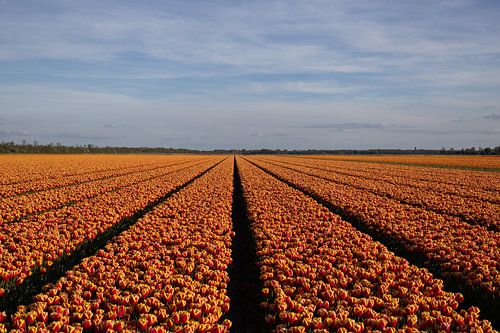 Les tulipes orange en pleine floraison dans un polder néerlandais