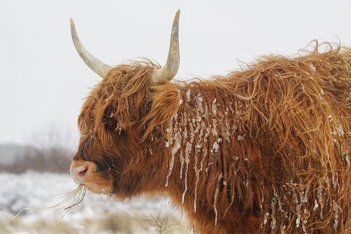 Schotse hooglander in de sneeuw