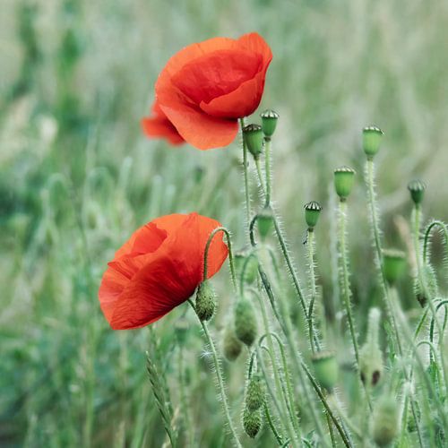 Close-up Poppies